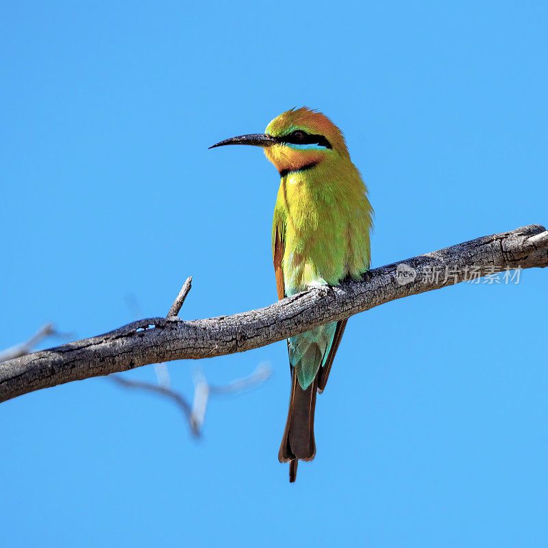 彩虹食蜂鸟(Merops ornatus)